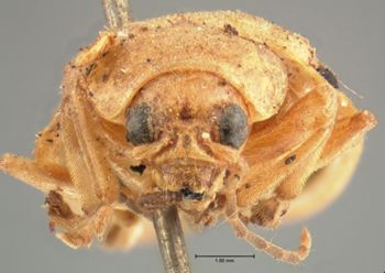 Media type: image; Entomology 18514   Aspect: head frontal view